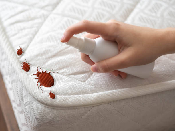 Best Termite Control Services  in Wellsville, UT